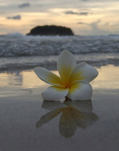 Анна Сорокина