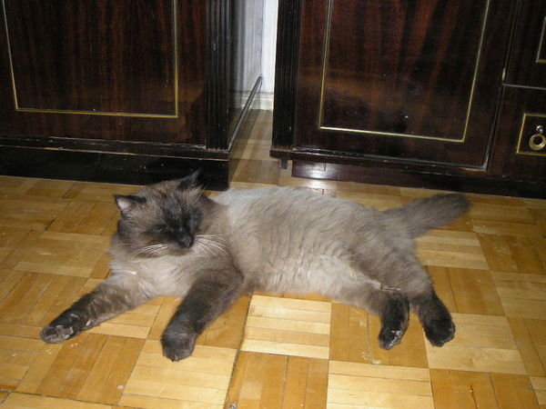 Елена Белоусова