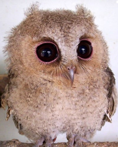 Яна Янковская