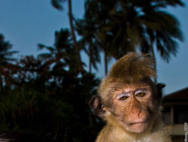 Владимир Александрович