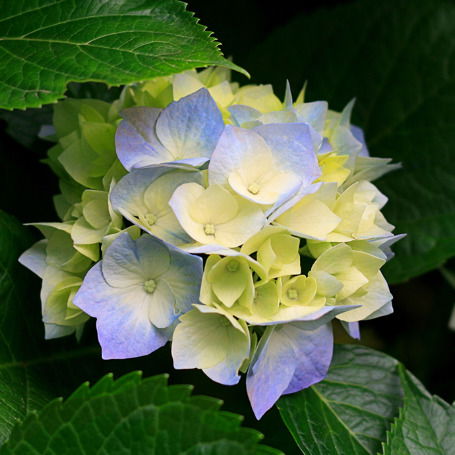 Чулпан Батталова