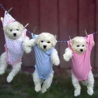 Елена Котова