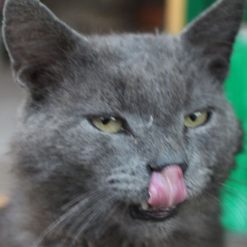 Котик Котов