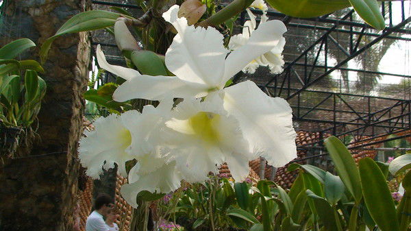 Юрий Прошлецов