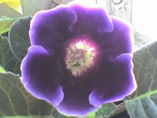 Николай Матюк