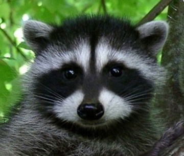 Дмитрий Тарасов