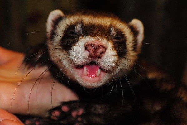 Никита Воронцов