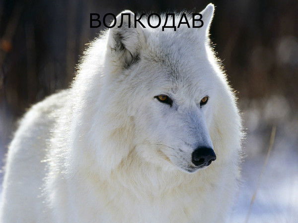 Александра Wolf Кочнева