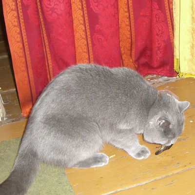 Кирилл Дергачёв