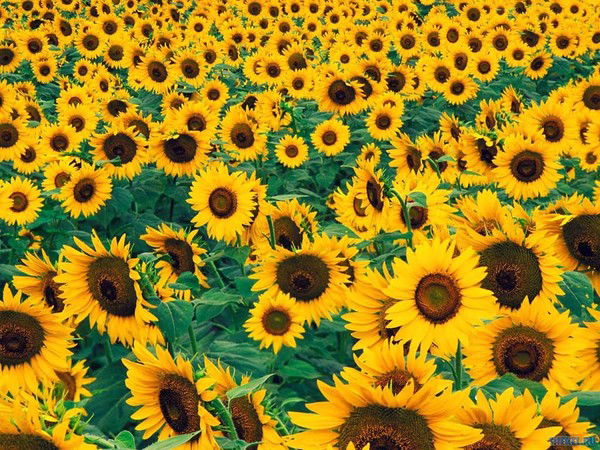 Галина Корабельникова