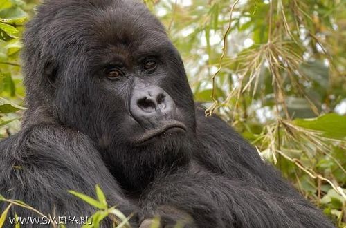 Игорь Морозов