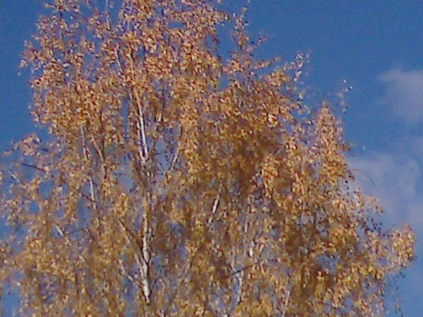 Ольга Будкова