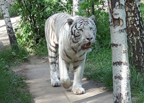 Андрей Андрей