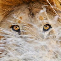 Елена Барышникова