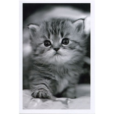 Ангелина Шапунова