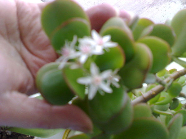 Bakhyt Kassymbaeva ( Akmursinova )