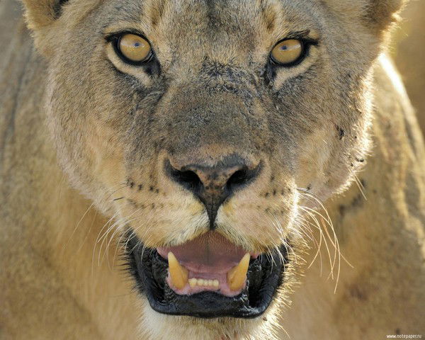 Ринат Файзрахманов