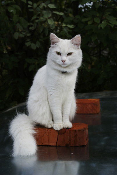 Алина Саидова