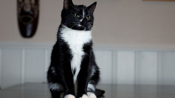 Ангелина Любимова