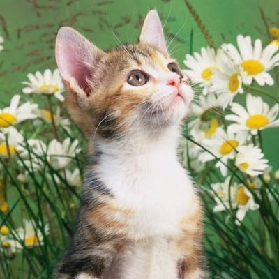 Марфа Васильевна