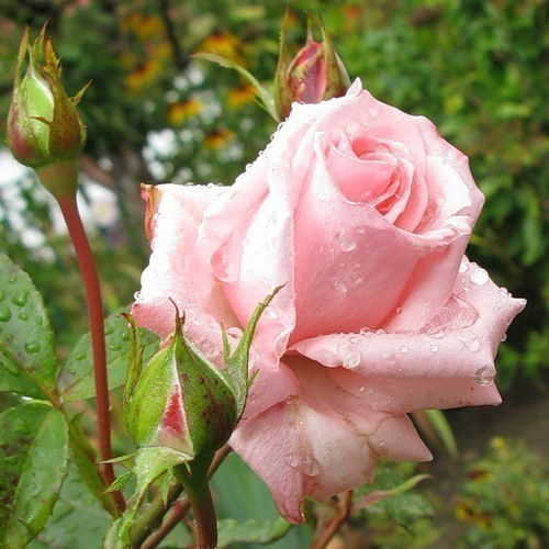 Нина Максимова