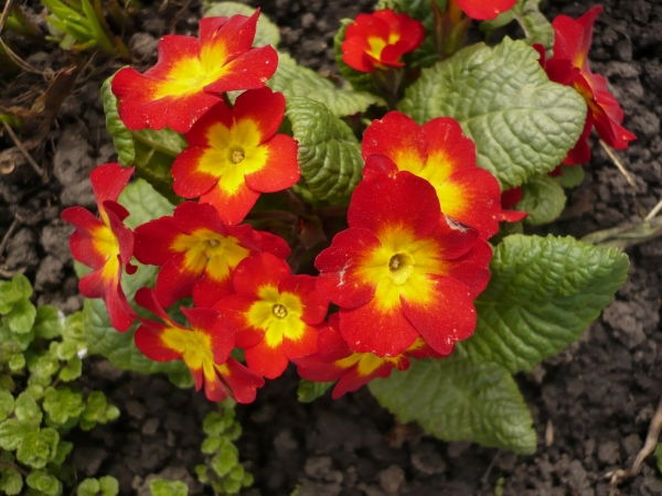 Марина Смоленцева