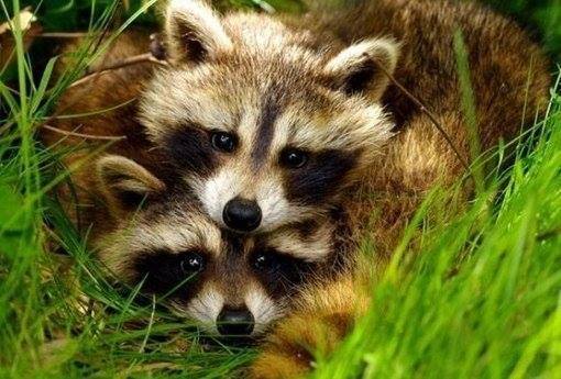 Чернобай Олександр