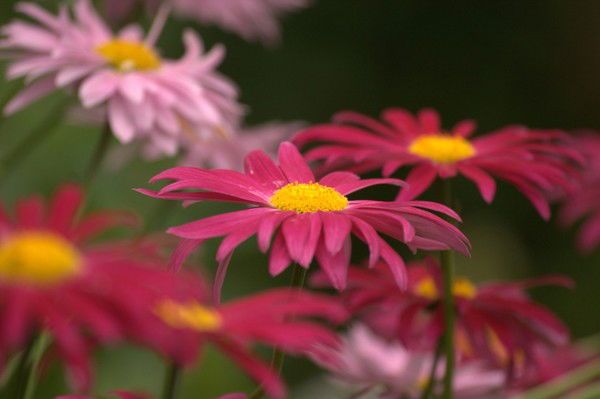 Елена Бакерина