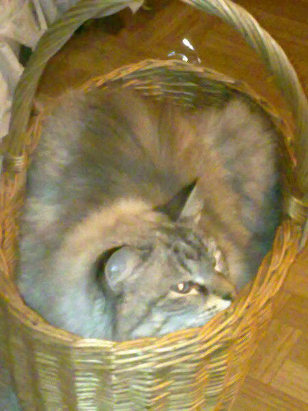 Анна Химиченко