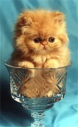 Настенька *********