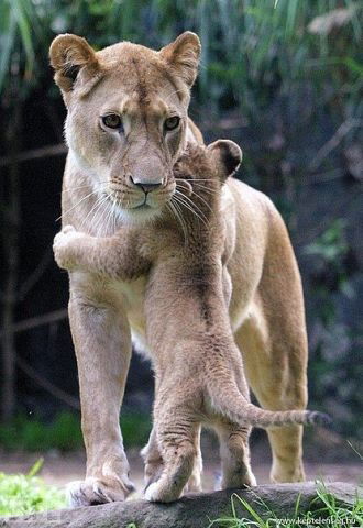 Елизавета Григоренко