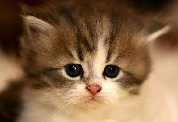 Нургазы Ломов