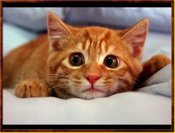 Вячеслав Бамбирисов