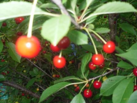 Марианна Комарова