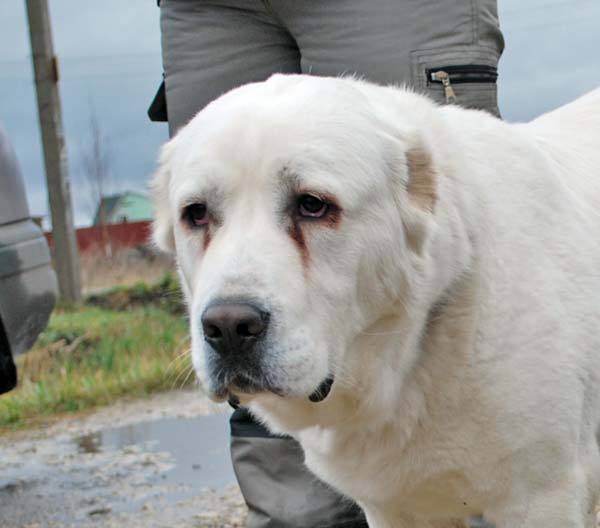 Марина Степанова