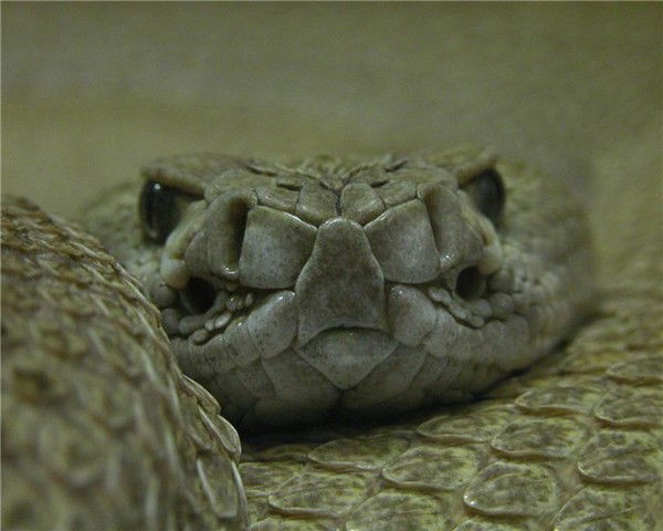 Рас(Путин) .