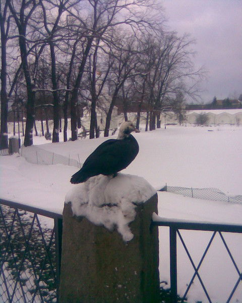 Елена Василенко