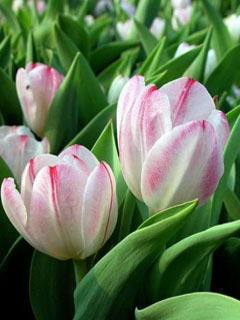 Александра Гошкова