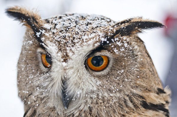 Олег Синельников