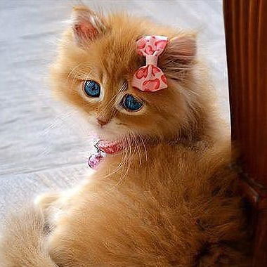 Виктория Попович