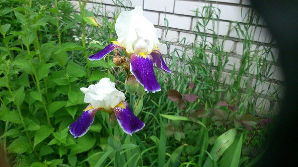 Анжелика Лыткина