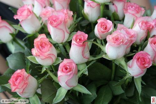 Шырын Барекенова