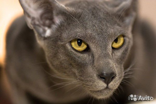 Олег Модерн-Запчасть