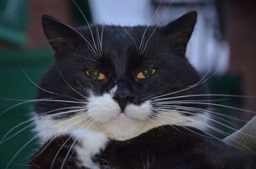 Котяра Котяра