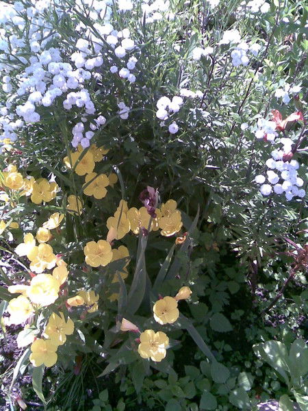 Инна Орехова