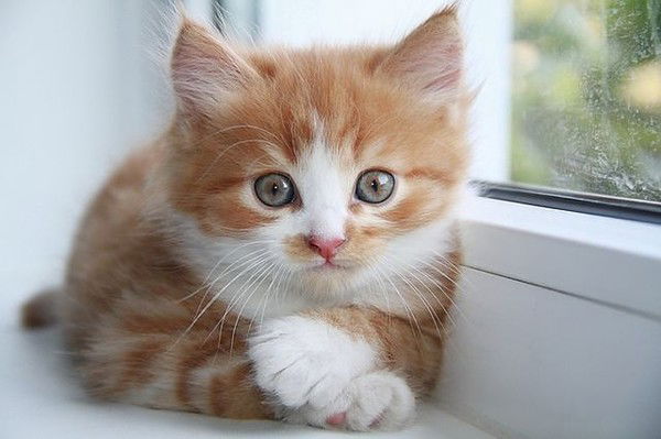 Ольга Кирьянова