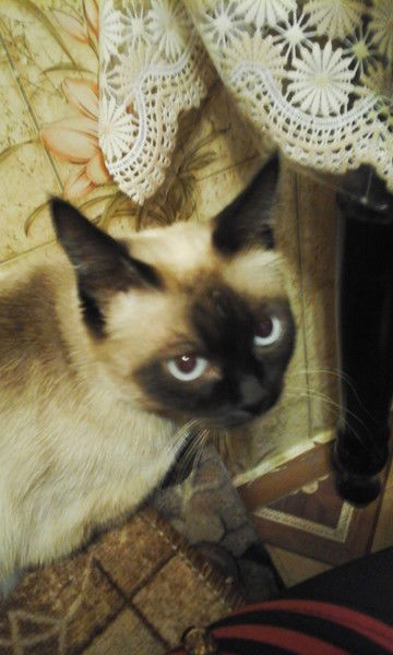 Татьяна Горбушина