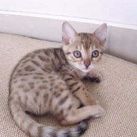 Лера Котова