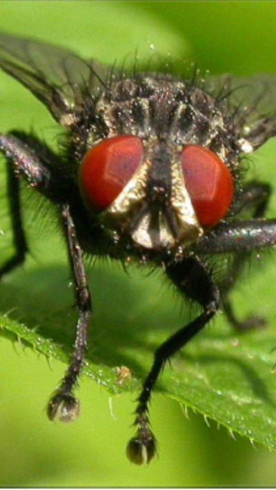 Максим Калеев