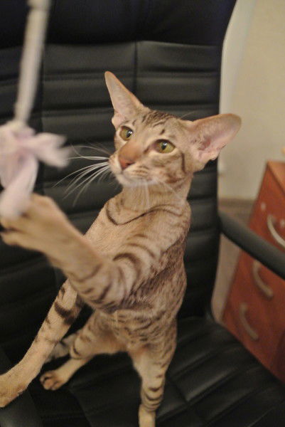 Елена Луканина